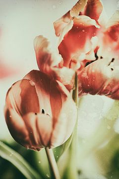 Tulpen als geschilderd