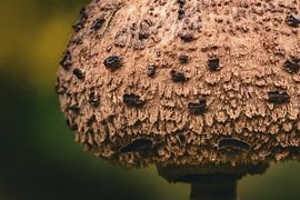 Nahaufnahme eines Tintenpilzes von Charlotte Hagg