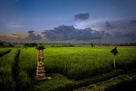 Balinees landschap...... van Wim Schuurmans thumbnail