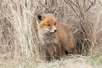 Young fox on the lookout by HB Photography