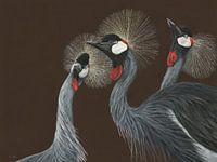 Zuid-Afrikaanse kroonkraanvogels, Balearica regulorum
