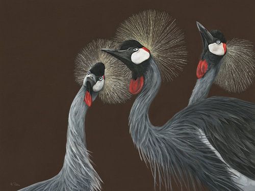 South African Crowned Cranes, Balearica regulorum