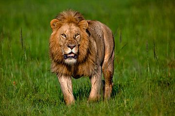 Lion Male by Peter Michel