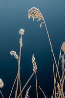 Schoonheid in de natuur