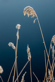 Beauty in nature by Lydia