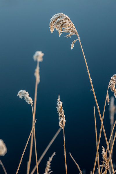 Beauty in nature by Lydia