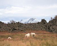 Kissing sheep