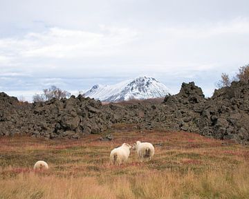 Kussende schapen van Hannon Queiroz