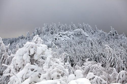 Uitzicht vanaf de Leistenklippe richting Hohnekopf (Harz)
