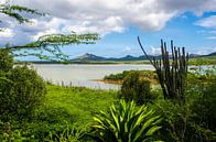 Natuurpark in Bonaire van Joke Van Eeghem thumbnail