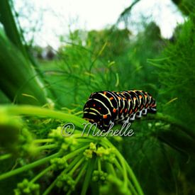 Michelle DL Profile picture