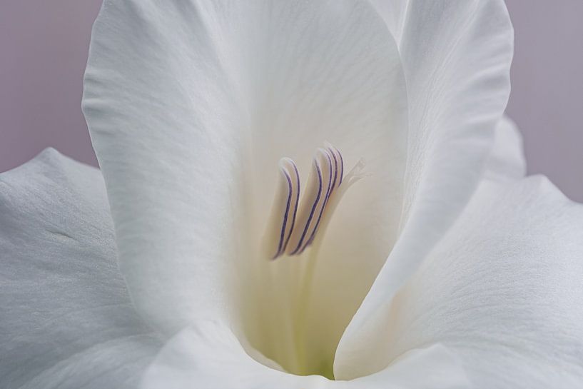 Blüte von Ralf Hickmann