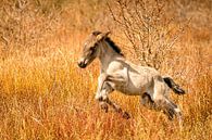Een vrolijk Konikpaard veulen, de pasgeborene springt in het goud gekleurde riet. van Gea Veenstra thumbnail