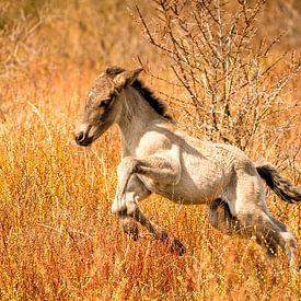 A happy Konik horse foal, the newborn jumps into the gold coloured reeds. by Gea Veenstra