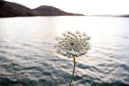 The Flower at the Lake
