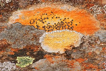 Différents types de lichens