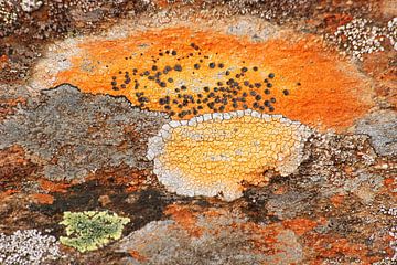 Different types of lichens