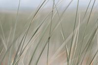 Marram grass in the dunes