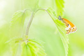 Bicoloured Haybird by Danny Slijfer Natuurfotografie
