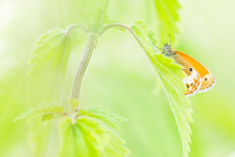 Bicoloured Haybird by Danny Slijfer Natuurfotografie