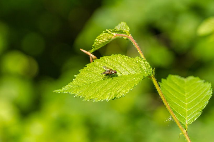 Vlieg in het groen par Dany Tiels