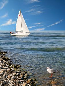 Voilier sur la côte avec mouette