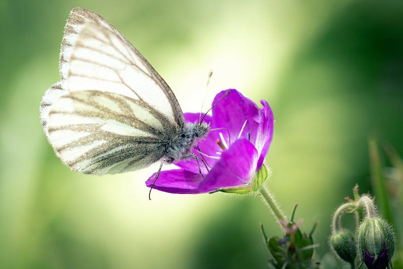 Frühstück in einer süßen Blume von Marjolein Fortuin