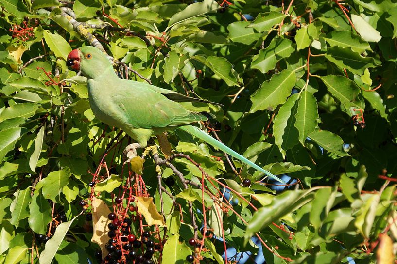 Necklace perruche by joyce kool