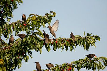 Starlings foraging by De_Taal_Fotograaf