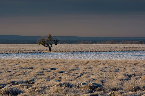 L'amandier solitaire