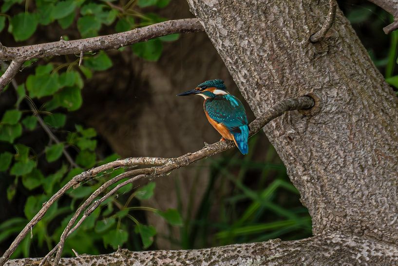 Eisvogel auf der Jagd von Brian Morgan