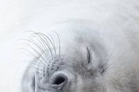 Jonge slapende zeehond