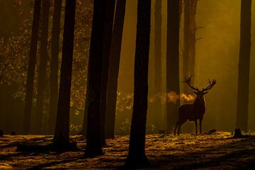 Edelhert in het bos van Andy Luberti