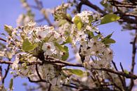 Witte lentebloesem van Deborah S thumbnail