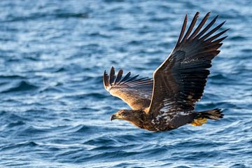 Zeearend op jacht in een fjord