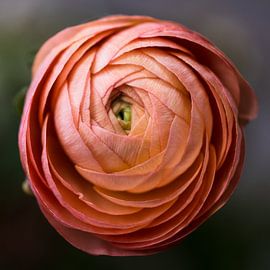 Ranunculus in old pink by Hermien Post