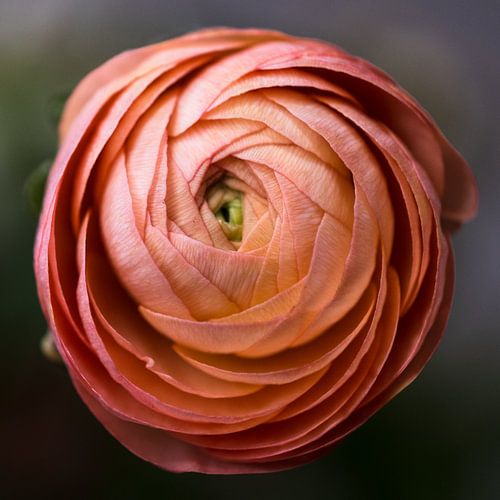 Ranunculus in old pink
