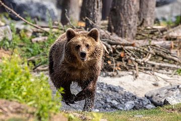 Brown bear is hungry by Peter Malaise