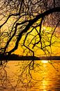Baldeneysee in Essen Sonnenuntergang am See mit Silhouette eines Astes mit Zweigen im Gegenlicht von Dieter Walther Miniaturansicht