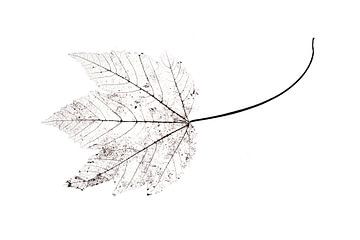 Veins Maple Leaf by Anjo Kan