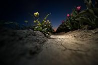 Tulpenveld na zonsondergang van Fotografiecor .nl thumbnail