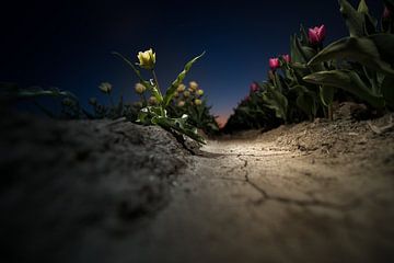 Tulpenveld na zonsondergang