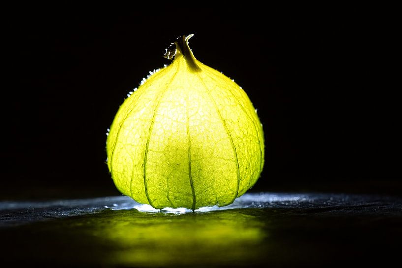 Physalis-vruchten met lichte vlek van Martin Köbsch