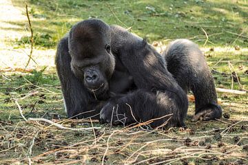 Gorilla : Safaripark Beekse Bergen van Loek Lobel