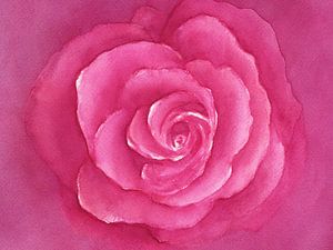 Traum einer Rose Querformat