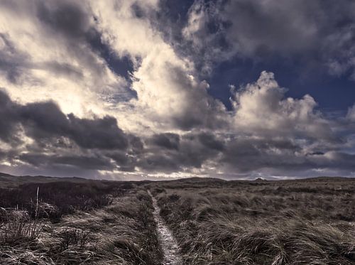Dunes de Texel