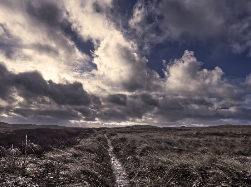 Texel Dunes by Pictures by Van Haestregt