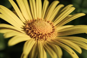 Helder gele bloemen, voorjaarszonnebloem van Imladris Images