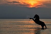 steigerend paard.
