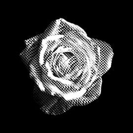 Rose Schwarz Weiß von Evgeniya Wesseling